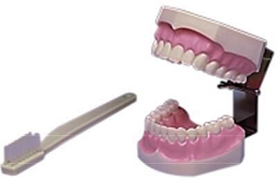 Brush and Floss Model W/Brush - Hager Worldwide