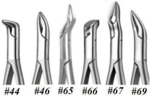 English Pattern Root Forceps