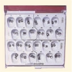 Stainless Steel Lower Bicuspid Permanent Crowns