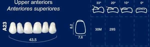 Upper Anterior Acrylic Resin Teeth #A23 - NewTek